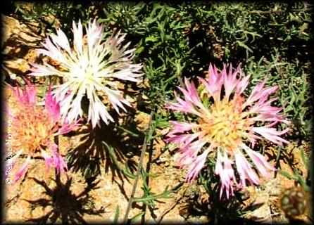 Flor del Minero, Centaurea atacamensis