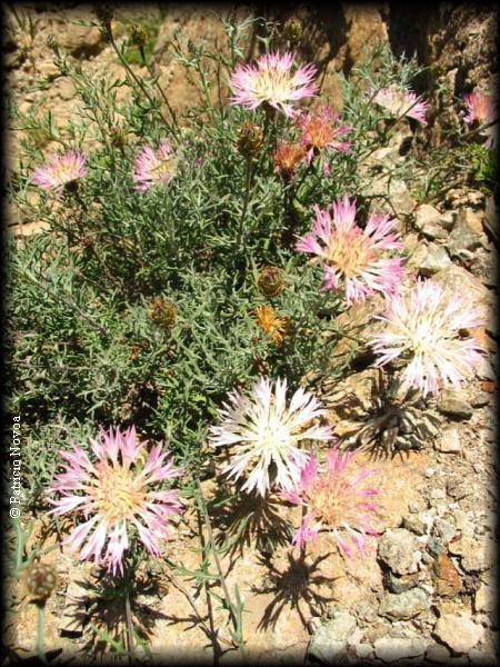 Centaurea atacamensis