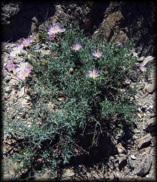 Centaurea cachinalensis