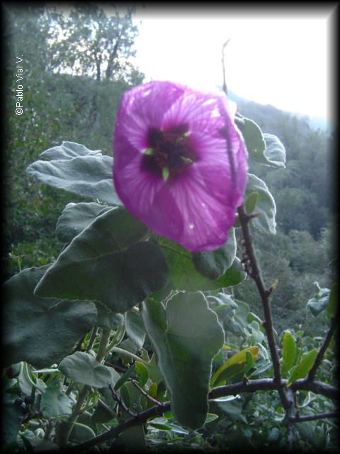 Flor de Corynabutilon ceratocarpum