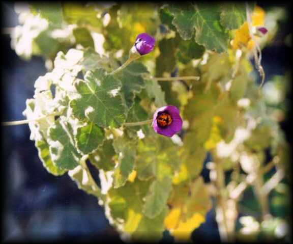 Acercamiento de flor de Corynabutilon ceratocarpum en Region de O'Higgins