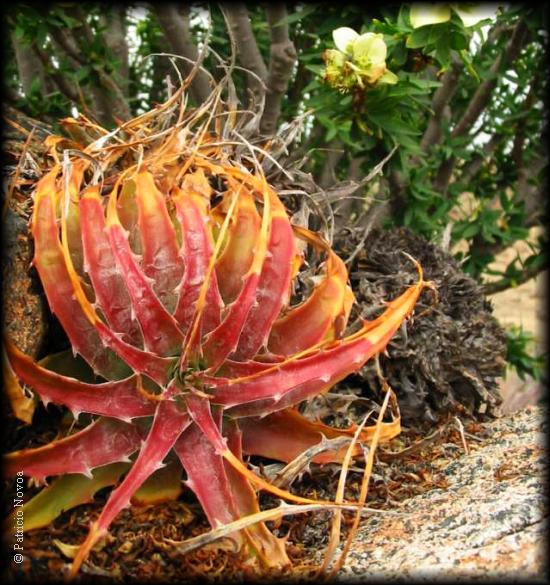 Chaguar del Jote, Deuterocohnia chrysantha