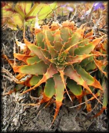 arbusto Chagual del Jote (Deuterocohnia chrysantha)