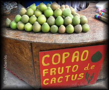 venta de copao, eulychnia acida