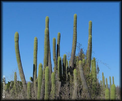 habito de quisco