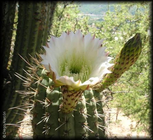 Flor de Quisco