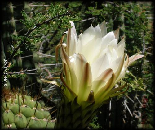 flor de quisco