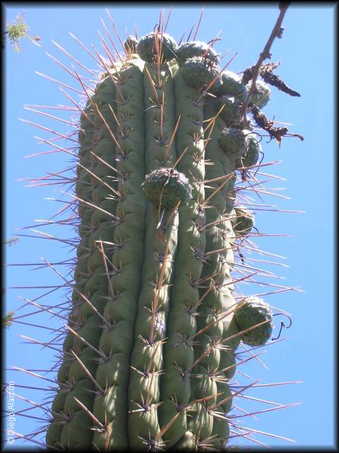 frutos de quisco