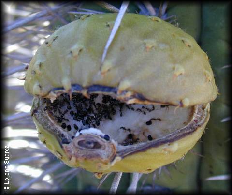 fruto abierto de quisco