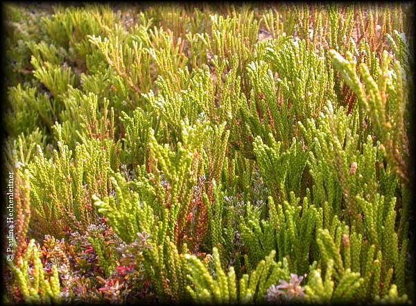 Plantas Amenazadas Del Centro-Sur De Chile Pdf