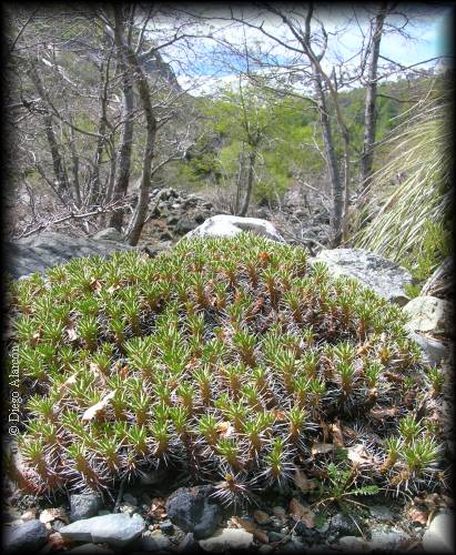 Habito de Maihuenia poeppigii