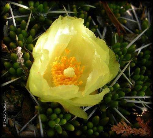 Flor de Maihuenia poeppigii