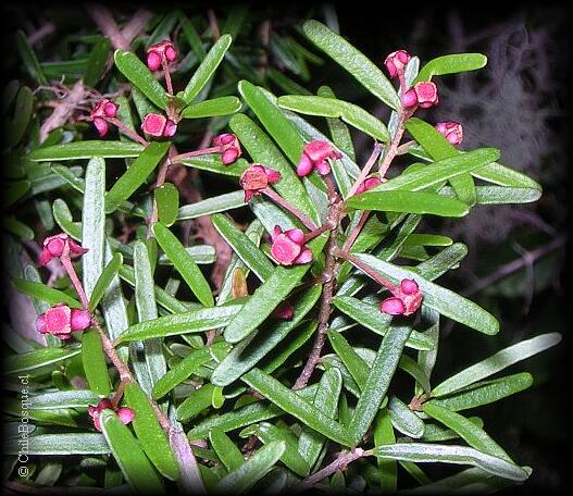 Detalle de flores y hojas de Myrceugenia leptospermoides