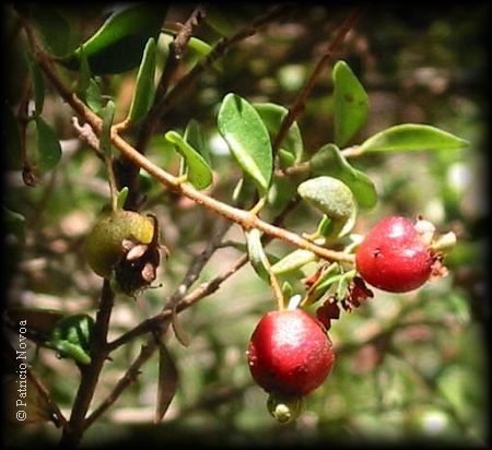 Ramita de Myrceugenia obtusa con frutos
