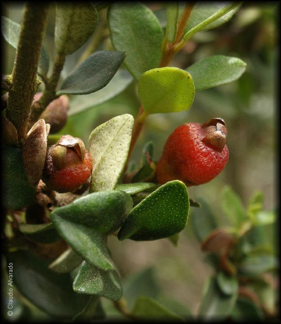 Rama con frutos de Myrceugenia obtusa