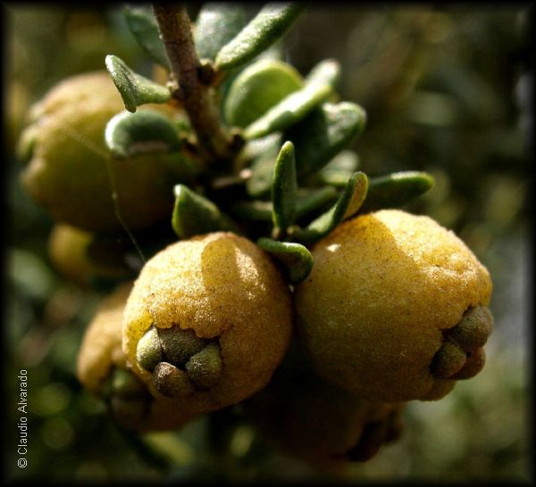 Frutos de Myrceugenia rufa