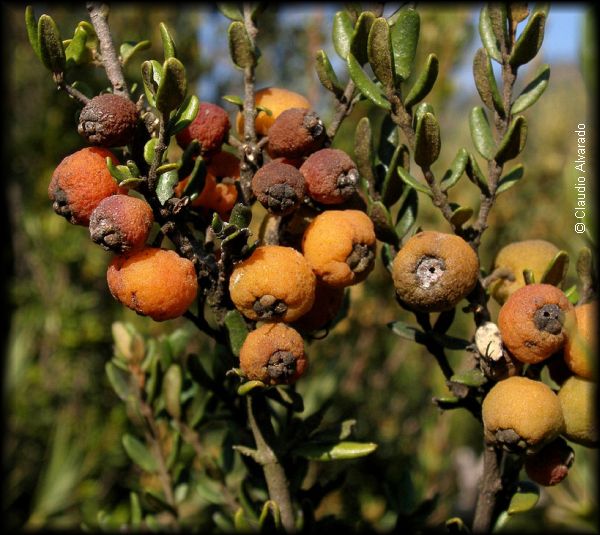 frutos maduros de myrceugenia rufa