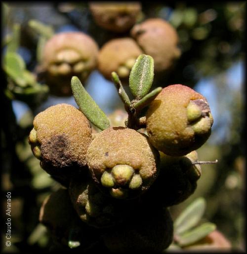 Rama frutal de Myrceugenia rufa