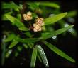 Myrceugenia pinifolia