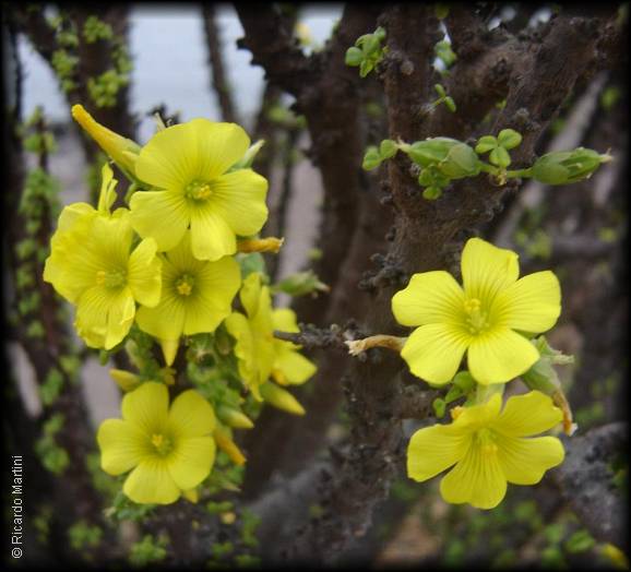 Flores de Oxalis gigantea