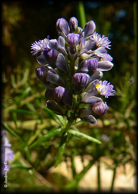 flor de Polygata gnioides