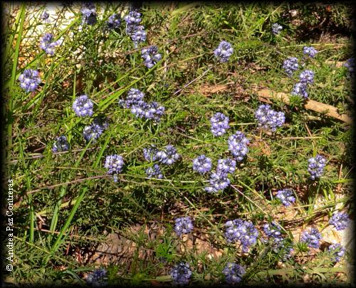 Habito de Polygala gnidioides