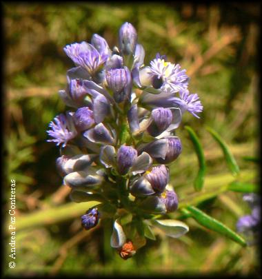 Detalle de Polygala gnioides