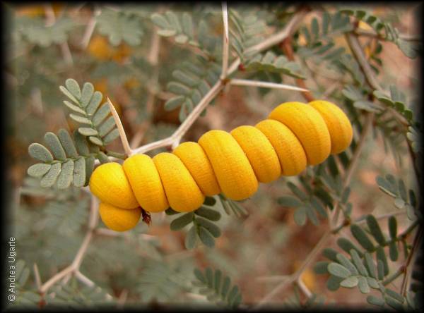 Prosopis strombulifera