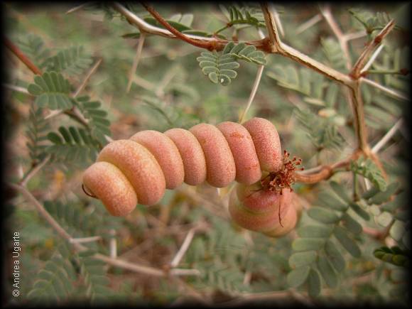 Fruto inmaduro de Prosopis strombulifera