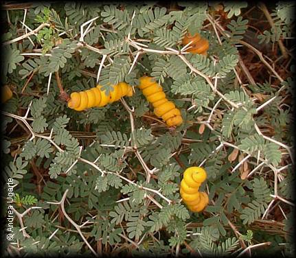 Follaje de Prosopis strombulifera