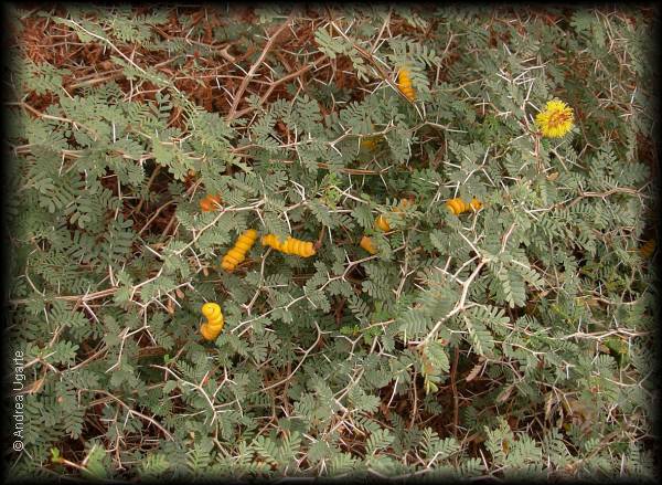 Habito del arbusto de Prosopis strombulifera