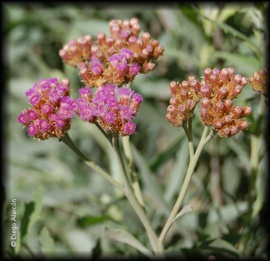 Flores de Tessaria absinthioides