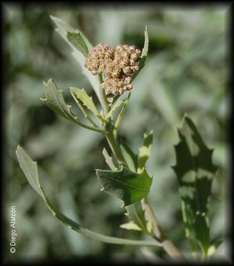 Boton floral de Tessaria absinthioides