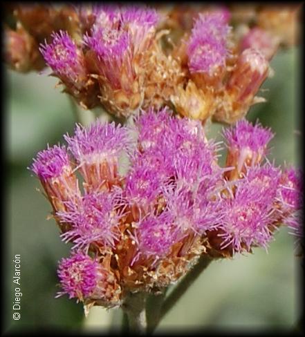 Detalle de flores de tessaria absinthioides