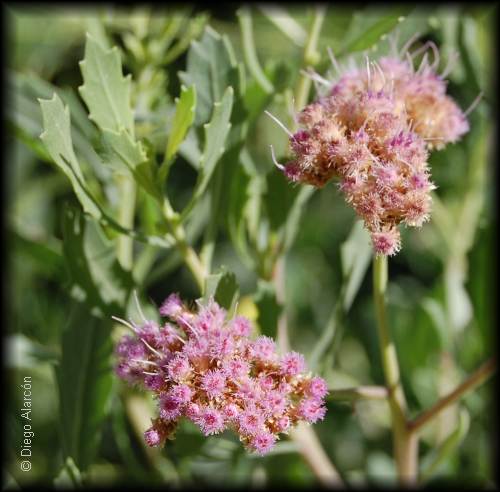 flores de brea, tessaria absinthiodes en diferentes grados de madurez