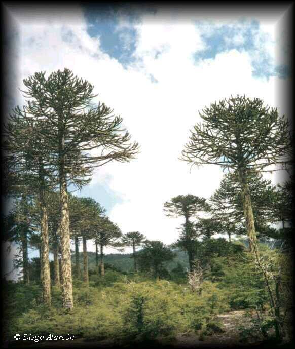 Araucaria araucana