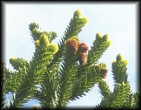 Conos masculinos de araucaria