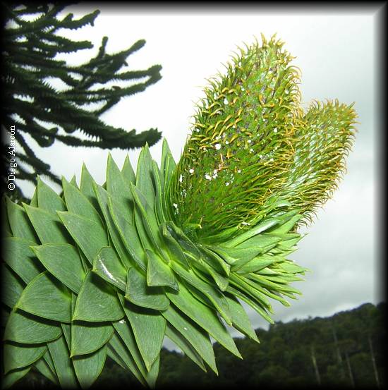 Detalle de conos masculinos de araucaria