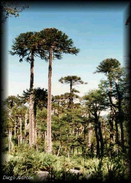 Araucaria araucana