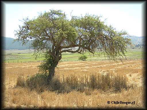 Habito de Espino o churque Acacia caven