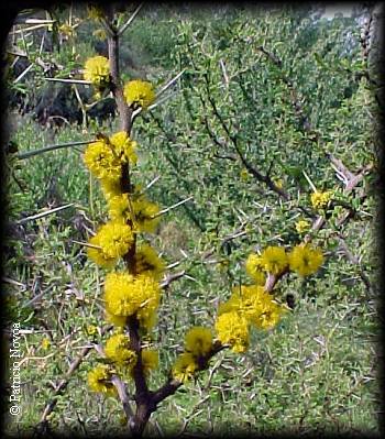 Flores de espino