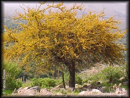 Arbol de acacia caven florido completo