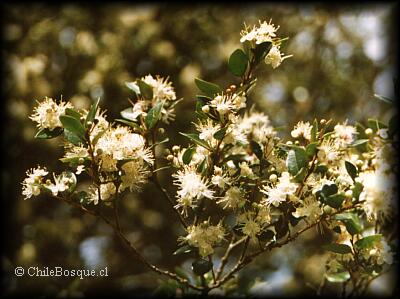 Luma con flores