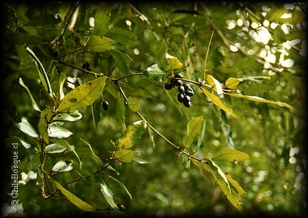 Rama con fruto de Aextoxicon punctatum