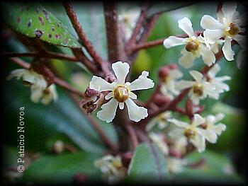 Flor de Olivillo