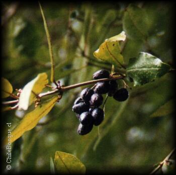 Frutos del Olivillo