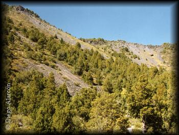 Habitat del Cipres de la Cordillera