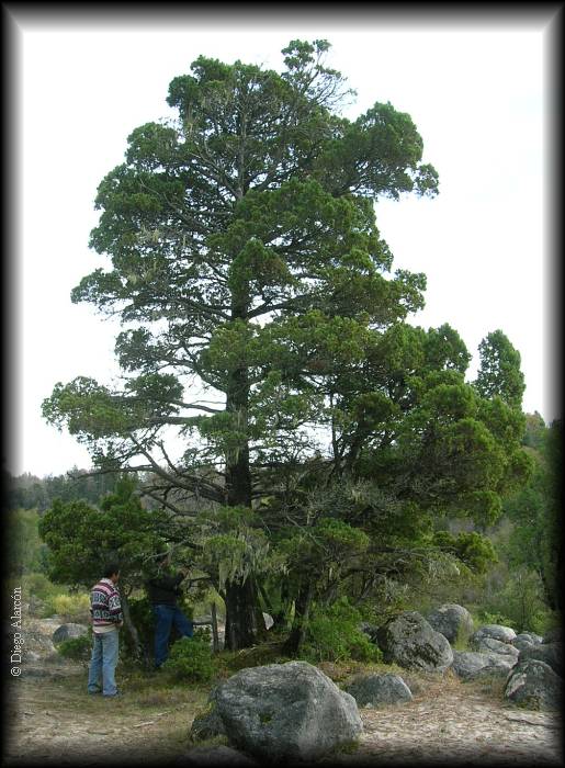 Habito del Ciprés de la Cordillera