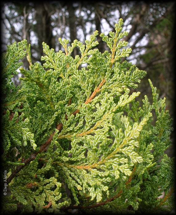 Rama de Ciprés de la Cordillera, Austrocedrus chilensis