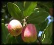 Lauraceae